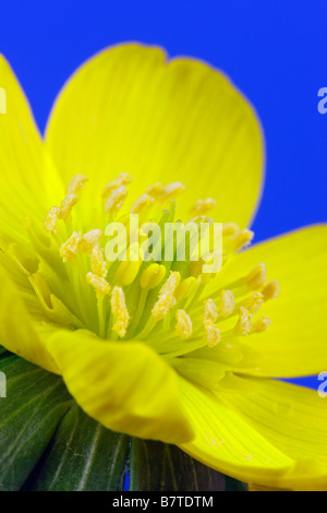 Eranthis hyemalis Aconit d'hiver close up Banque D'Images