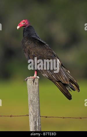 Urubu à tête rouge (Cathartes aura), assis sur une pile, USA, Floride Banque D'Images