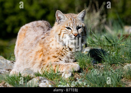 Harcèlement criminel Bobcat c'est une proie. Banque D'Images