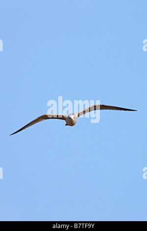 Goéland cendré Larus canus en vol avec ciel bleu therfield Hertfordshire Banque D'Images