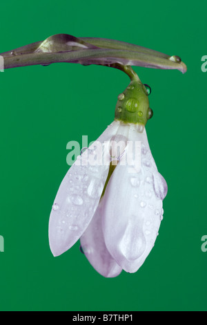 Snowdrop Galanthus nivalis commun close up Banque D'Images