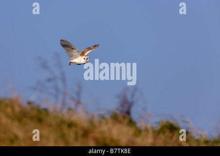Effraie des clochers Tyto alba chasse au crépuscule Welney Norfolk Banque D'Images