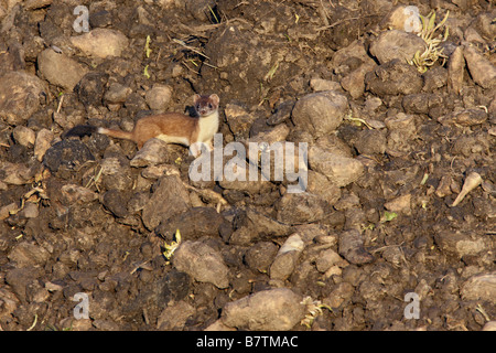 Hermine Mustela erminea hunting Banque D'Images