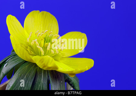 Aconit d'hiver. Eranthis hyemalis close up Banque D'Images