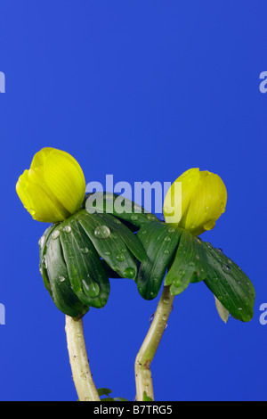 Aconit d'hiver. Eranthis hyemalis close up Banque D'Images
