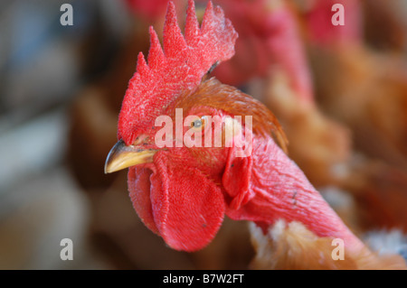 Coqs. Sorocaba, Sao Paulo, Brésil 15 Jun 2006 à 01:01pm. Banque D'Images