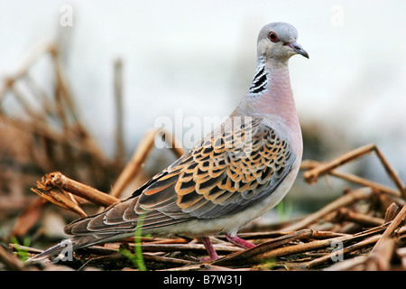 Turtle dove (Streptopelia turtur), assis sur le sol, l'Allemagne, Rhénanie-Palatinat Banque D'Images