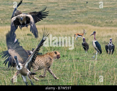 Kenya, Maasai Mara, district de Narok. Un guépard voit off vautours qui empiètent sur ses kill dans la Masai Mara National Reserve Banque D'Images