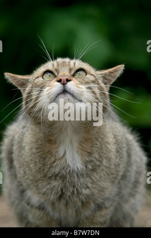 Scottish Wildcat (Felis sylvestris) Looking up Banque D'Images