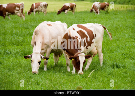 Deux vaches Banque D'Images