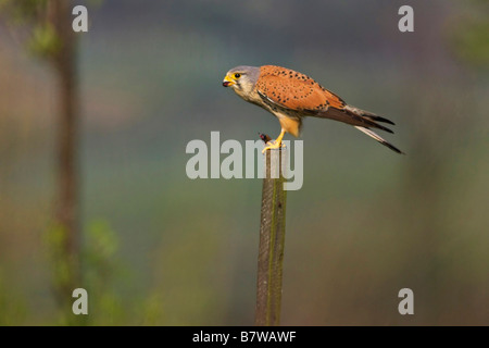 Faucon crécerelle (Falco tinnunculus), l'alimentation sur un tas de bois, de l'Allemagne, Rhénanie-Palatinat Banque D'Images