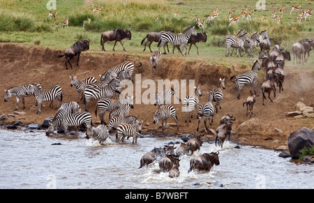 Kenya, Maasai Mara, district de Narok. Arrosage de la faune à la rivière Mara au cours de la migration annuelle Banque D'Images