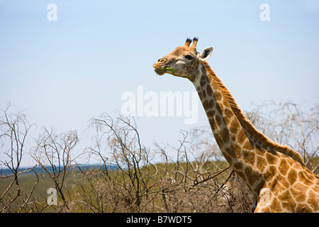 Close up d'une girafe manger les feuilles dans une réserve en Afrique du Sud Banque D'Images