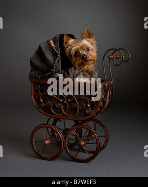 Yorkshire Terrier chiot yorkshire dans une poussette de poupée Banque D'Images