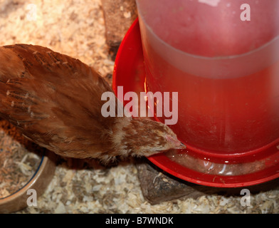 Buff Orpington jeune poussin Drining l'eau d'un chargeur Banque D'Images