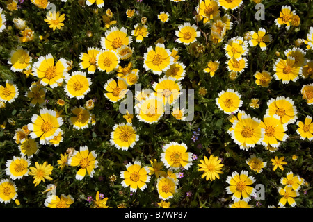 Tidy-trucs wildflowers fleurissent à Bear Valley, comté de, en Californie. Banque D'Images