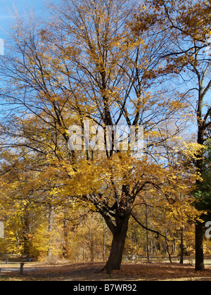 Gold and yellow splendor in the Autumn forest. Banque D'Images