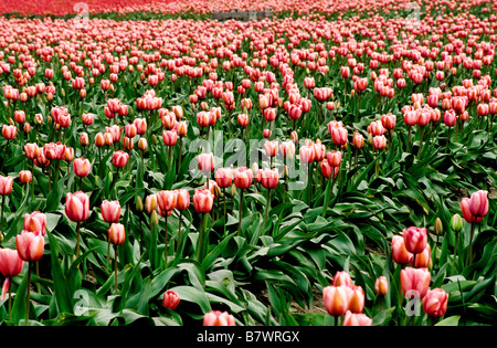 Champs de tulipes, Skagit Valley, Mount Vernon, Washington State Banque D'Images