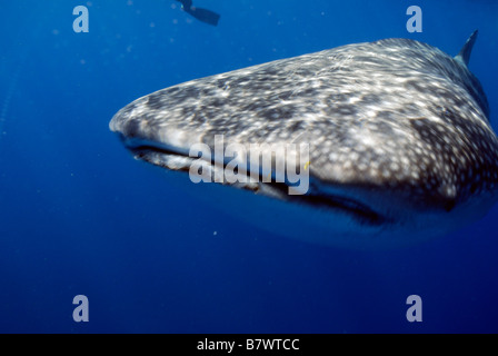 Rhincodon typus, Mahe, Seychelles, océan Indien Banque D'Images