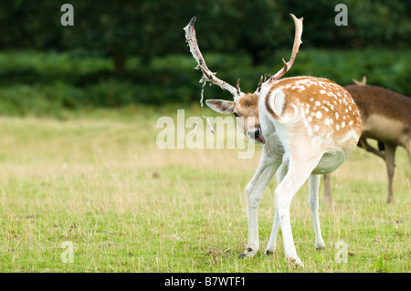 Cerf Daim dama dama versant le velours de ses bois Bradgate Park Leicestershire UK Banque D'Images