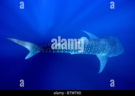 Rhincodon typus, Mahe, Seychelles, océan Indien Banque D'Images