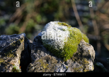Frost couverts touffe de mousse-vis mur Vallée du collecteur Staffordshire, Angleterre