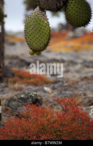 Droopy géant cactus, Opuntia spp. echios var echios carpetweed edmonstonei Galápagos et le Coucal, South Plaza Islet, Îles Galápagos Banque D'Images