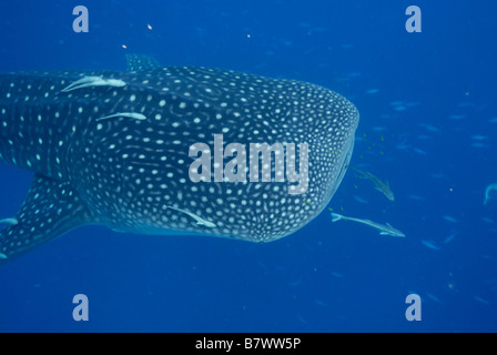 Rhincodon typus, Mahe, Seychelles, océan Indien Banque D'Images