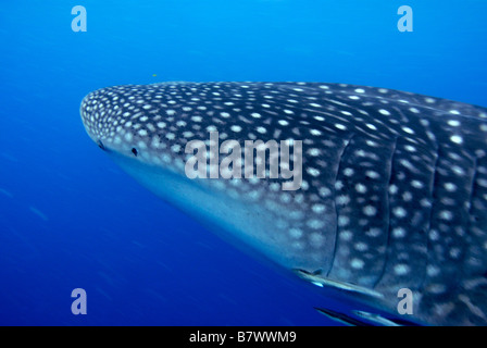 Rhincodon typus, Mahe, Seychelles, océan Indien Banque D'Images