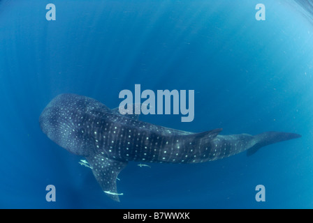 Rhincodon typus, Mahe, Seychelles, océan Indien Banque D'Images