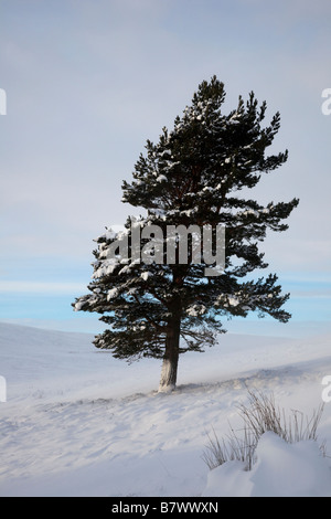 Paysage froid de neige d'hiver avec des dérives profondes et des pins calédoniens isolés sur Invercauld Estate Moorland, Aberdeenshire, Écosse, Royaume-Uni Banque D'Images