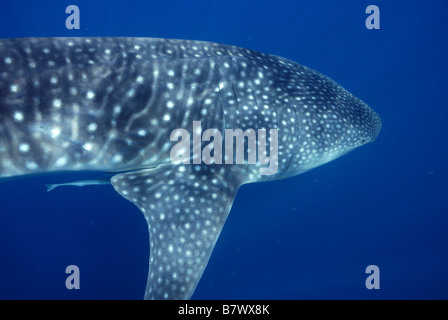 Rhincodon typus, Mahe, Seychelles, océan Indien Banque D'Images