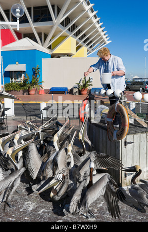 Les pélicans d'alimentation d'une femme à St Petersburg Pier, Saint-Pétersbourg, la Côte du Golfe, Florida, USA Banque D'Images