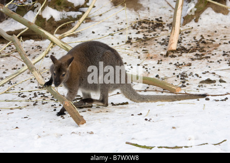 Wallaby à cou rouge de manger une branche dans la neige Banque D'Images