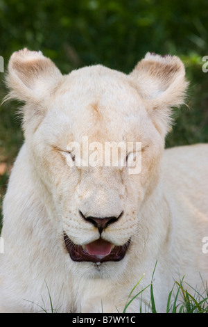 Lionne blanche au parc du Lion d'Afrique du Sud Banque D'Images