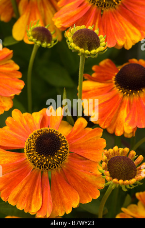 Helenium autumnale Sneezeweed hybride or rouge Banque D'Images