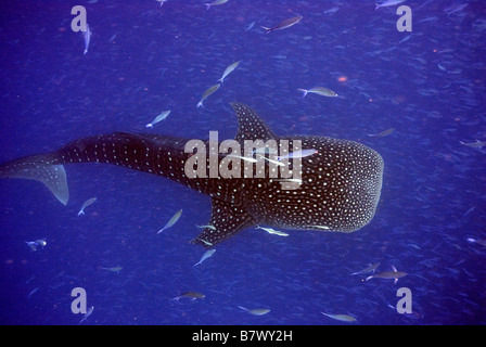 Rhincodon typus, Mahe, Seychelles, océan Indien Banque D'Images