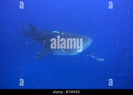 Rhincodon typus, Mahe, Seychelles, océan Indien Banque D'Images