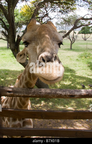 Girafe Game Park Afrique du Sud Banque D'Images