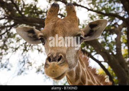 Girafe Game Park Afrique du Sud Banque D'Images