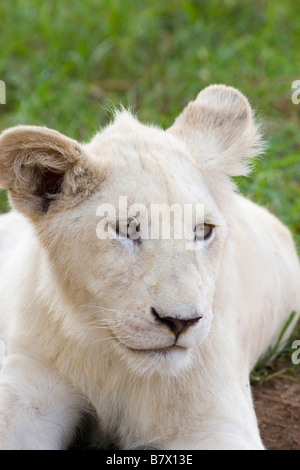 White Lion Cub au Parc du Lion d'Afrique du Sud Banque D'Images