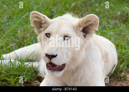 White Lion Cub au Parc du Lion d'Afrique du Sud Banque D'Images