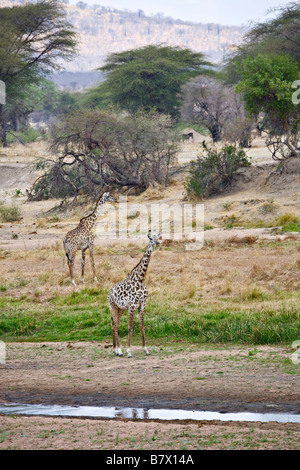Les Girafes masaï (Giraffa camelopardalis tippelskirchi) dans le Ruaha National Park, Tanzania, Africa Banque D'Images