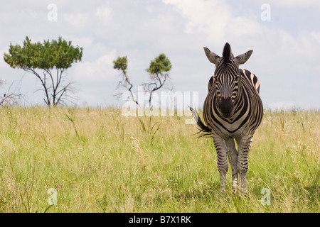 Zebra Game Park Afrique du Sud Banque D'Images