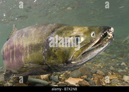 Saumon kéta Oncorhynchus keta Juneau Alaska Banque D'Images