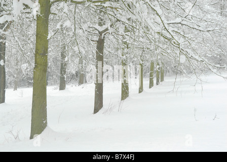 Ligne de sept arbres dans la neige, le Nonsuch Park, entre Londres et Cheam, Ewell, Surrey, Angleterre Banque D'Images