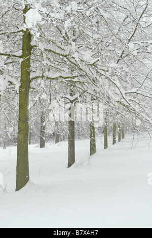 Ligne de sept arbres dans la neige, le Nonsuch Park, entre Londres et Cheam, Ewell, Surrey, Angleterre Banque D'Images