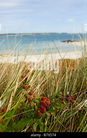 Des Mûres sauvages poussant dans la longue herbe de dunes côtières à Pentle Bay Beach Tresco Penzance Cornwall England UK Banque D'Images
