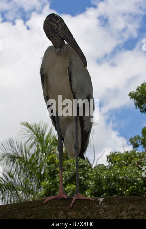 Wood stork (Mycteria americana) perché sur branche d'arbre, Florida, USA Banque D'Images