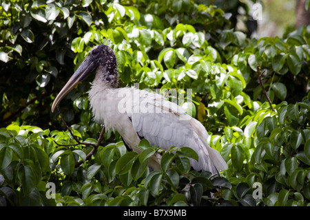 Wood stork (Mycteria americana) perché sur branche d'arbre, Florida, USA Banque D'Images